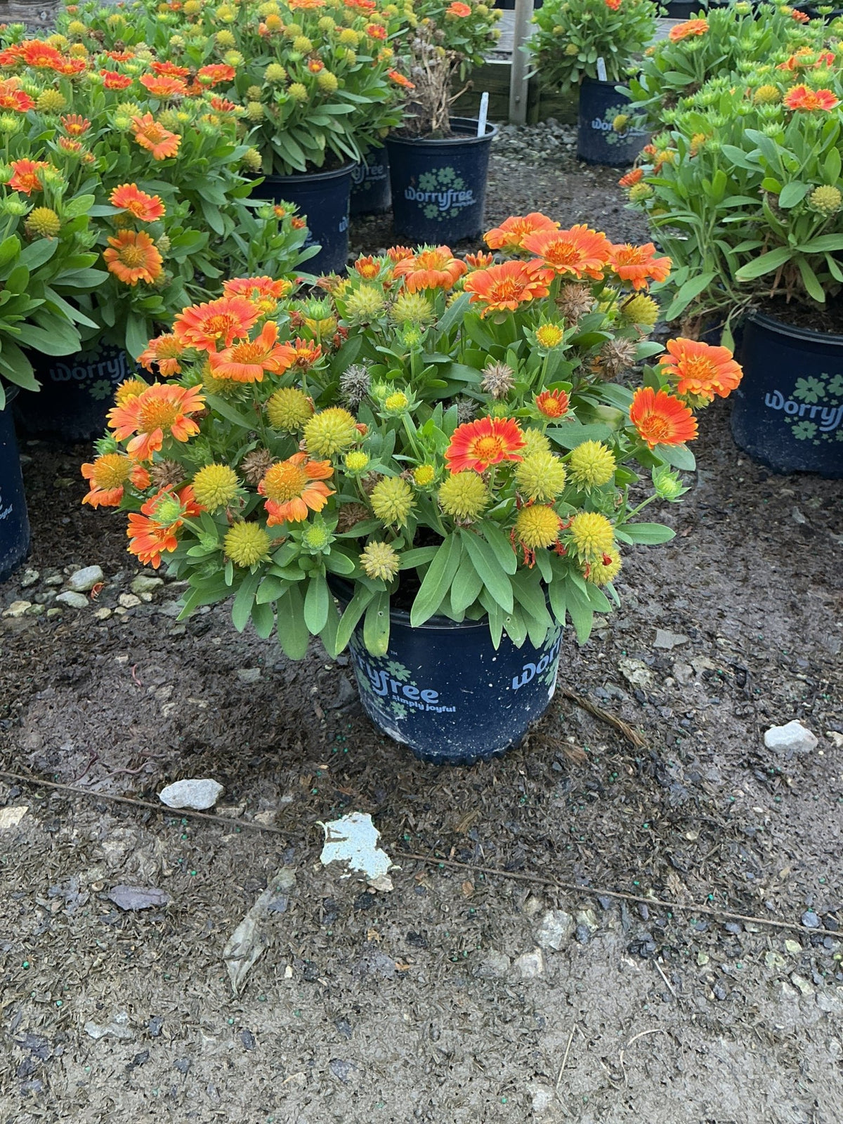Gusto Orange Zest Blanket Flower compact mound in bloom