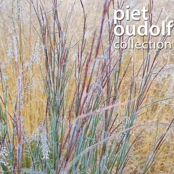 Ha Ha Tonka Little Bluestem Grass Close up Red Stems