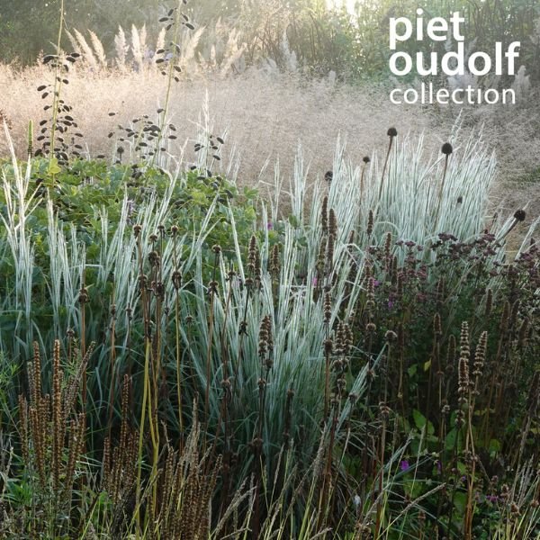 Ha Ha Tonka Little Bluestem Grass in Landscape