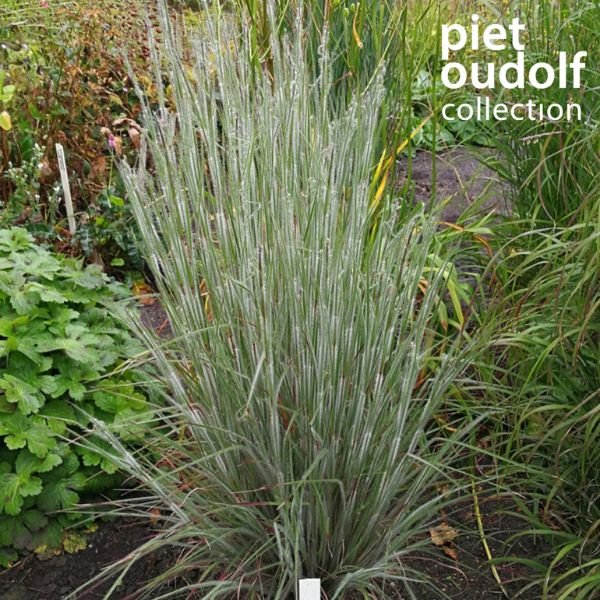 Ha Ha Tonka Little Bluestem Grass Full Grown