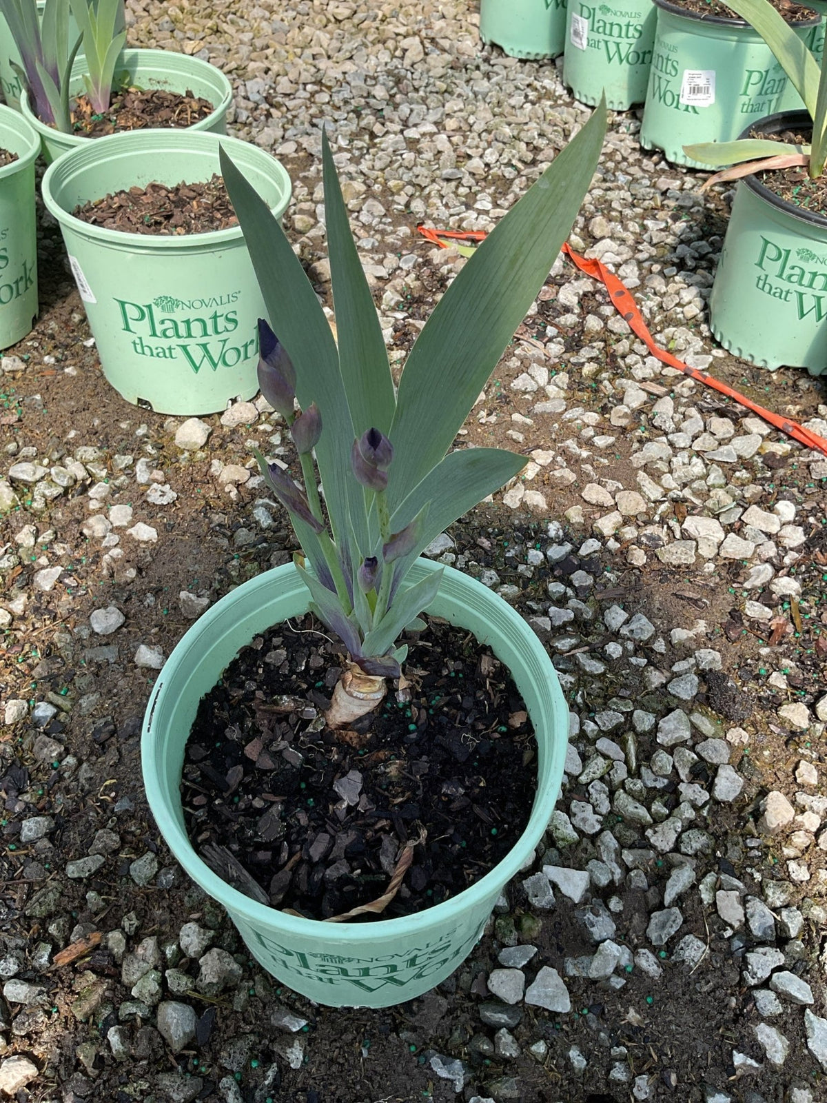 Halston Bearded Iris (Iris × germanica ‘Halston’) plant, crop photo - Apr 28, 2025