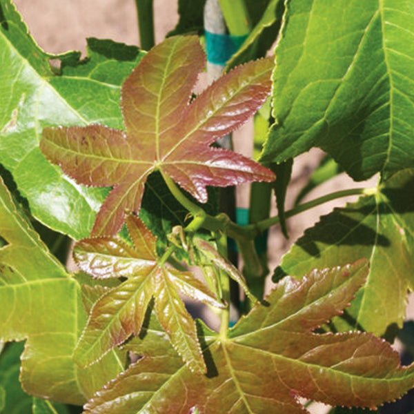 Happidaze® Sweetgum (Liquidambar styraciflua 'Hapdell'), a tree featuring green, yellow flowers and deciduous.