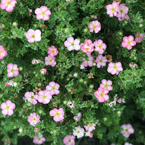 Happy Face Hearts® Potentilla