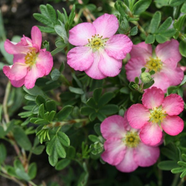 Happy Face Hearts® Potentilla