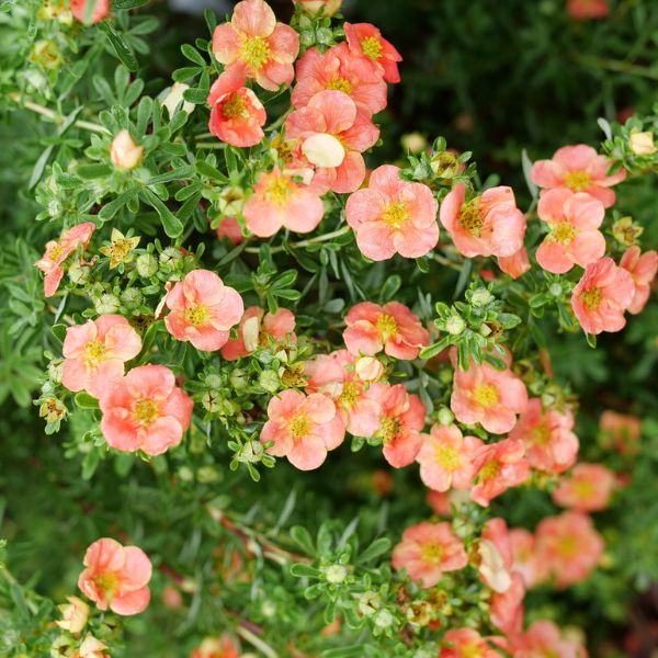 Proven Winners? Happy Face? Orange Potentilla
