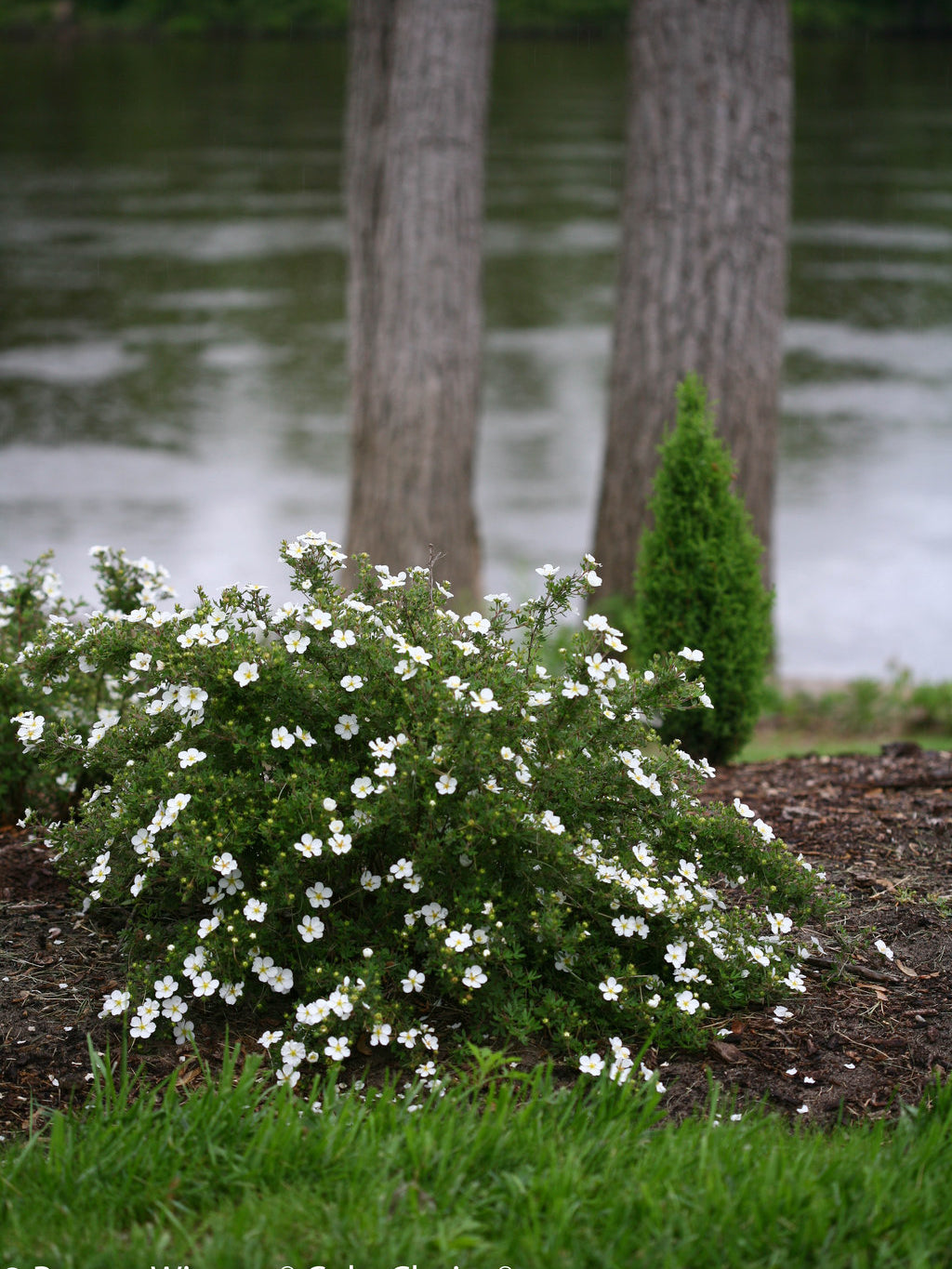 Happy Face® White Potentilla