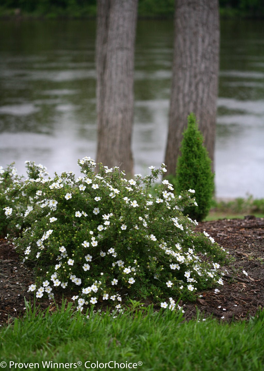 Happy Face® White Potentilla