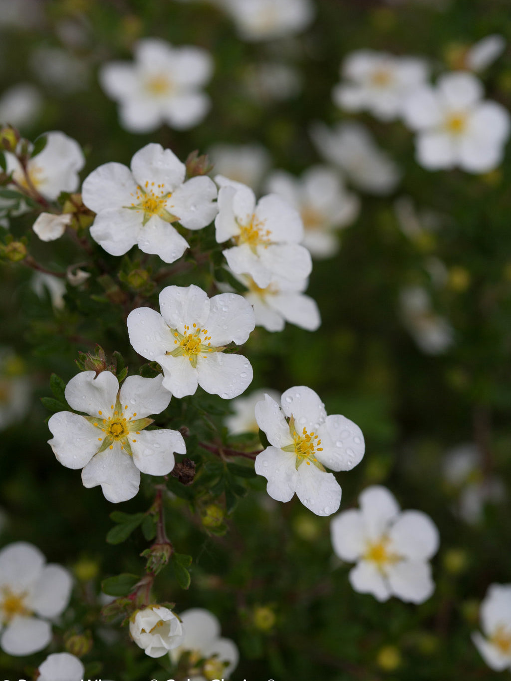 Happy Face® White Potentilla