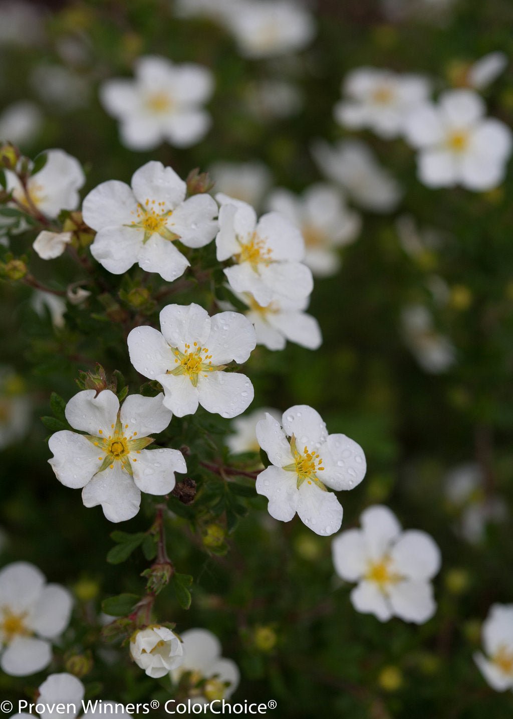 Happy Face® White Potentilla