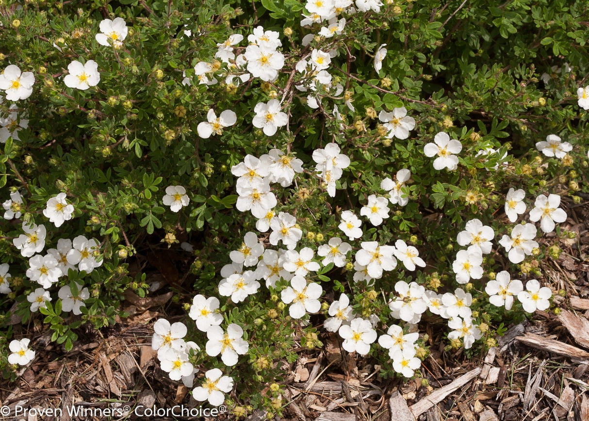 Happy Face® White Potentilla