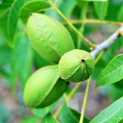 Deciduous foliage of Hardy Pecan Tree (Carya illinoinensis) in a garden setting.