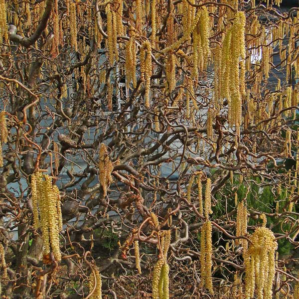 Deciduous foliage of Harry Lauder's Walking Stick (Corylus avellana 'Contorta') in a garden setting.