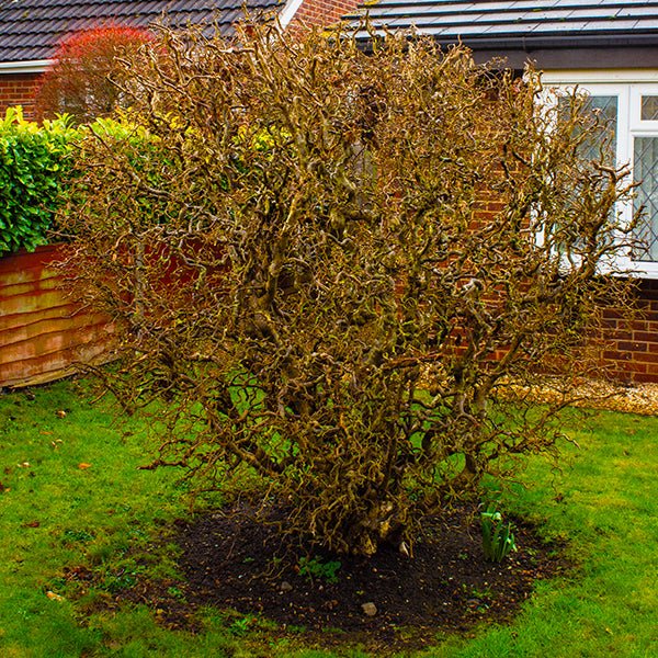Harry Lauder's Walking Stick (Corylus avellana 'Contorta') growing in a garden landscape, showing mature tree form.