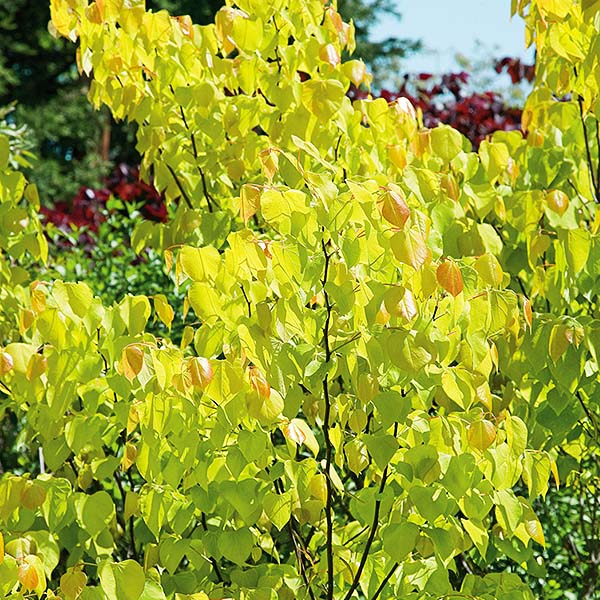Close-up of pink, purple cercis flowers on Hearts of Gold Redbud Tree blooming in late spring to early spring.