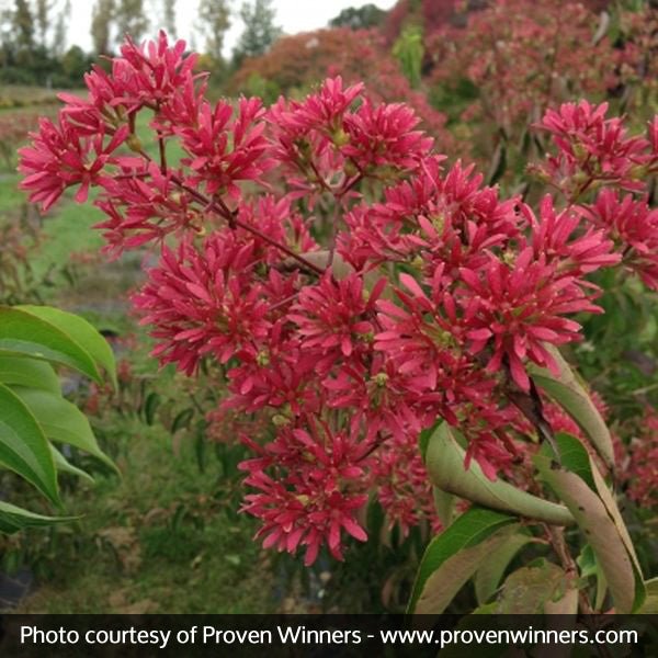 Proven Winner® Color Choice® Temple of Bloom® Heptacodium