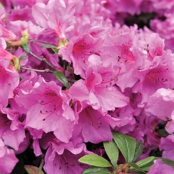 Broad-Leaved Evergreen foliage of Herbert Azalea (Rhododendron x 'Herbert') in a garden setting.