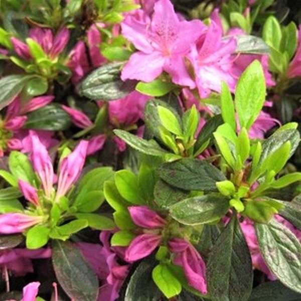 Herbert Azalea (Rhododendron x 'Herbert') growing in a garden landscape, showing mature shrub form.