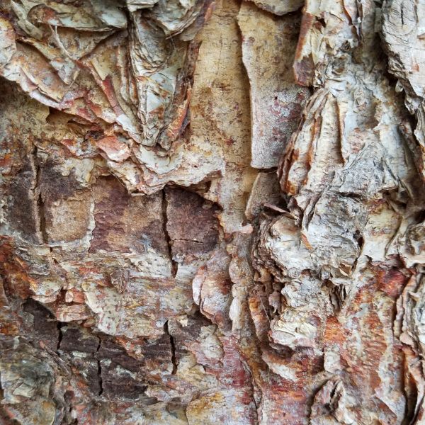 Deciduous foliage of Heritage® River Birch (Betula nigra 'Cully') in a garden setting.
