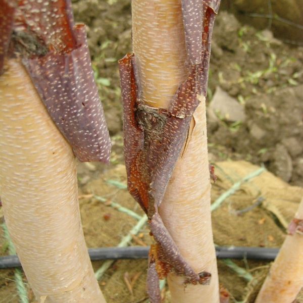 Heritage® River Birch (Betula nigra 'Cully') growing in a garden landscape, showing mature tree form.