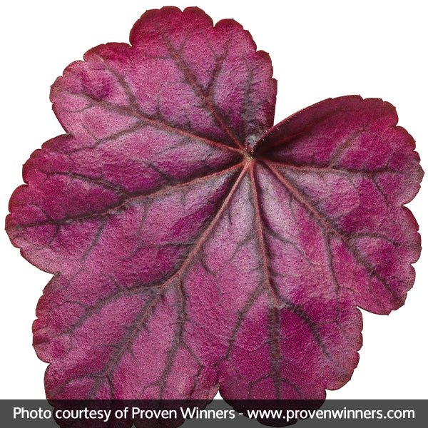 Wild Rose Coral Bells (Heuchera PRIMO 'Wild Rose') growing in a garden landscape, showing mature perennial form.
