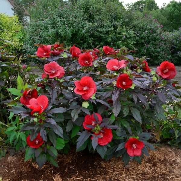 Midnight Marvel Hardy Hibiscus (Hibiscus moscheutos 'Midnight Marvel'), a perennial featuring red flowers and perennial.