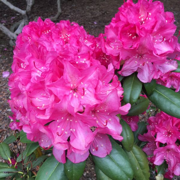 Holden's Fuchsia Rhododendron Bloom