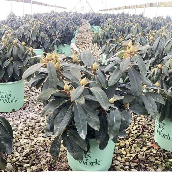 Holden's™ Peach Rhododendron in Pot