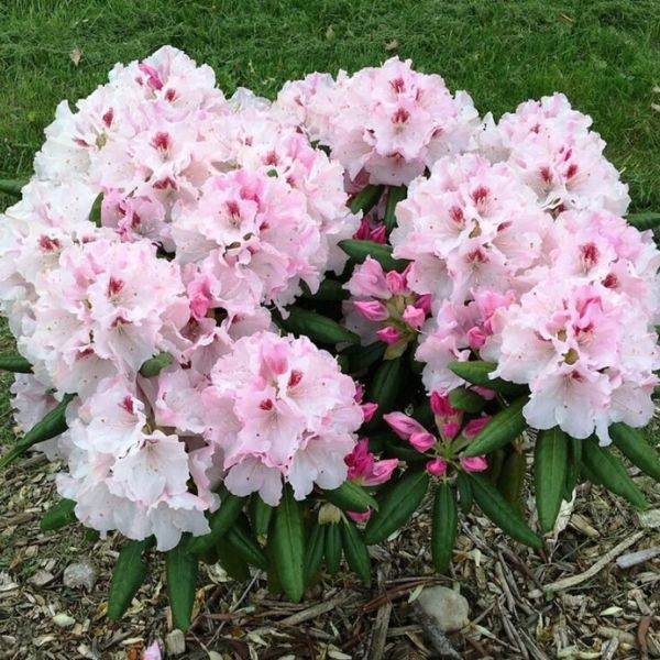 Holden's™ Pink Flare Rhododendron Blooms