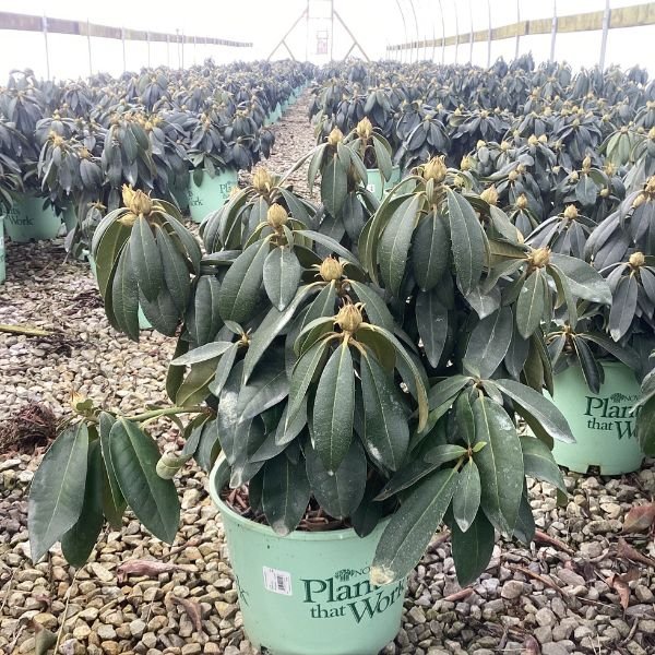 Holden's™ Pink Flare Rhododendron in Pot