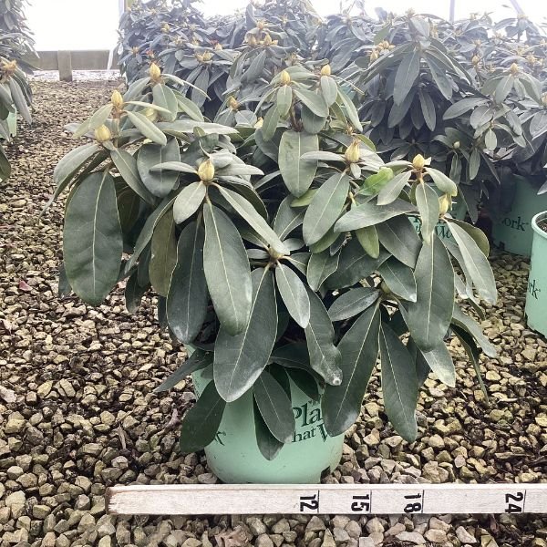 Holden's™ Pink Rhododendron Full Plant