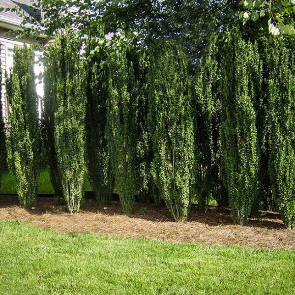 Close-up of white ilex flowers on Sky Pencil Holly blooming in late spring.