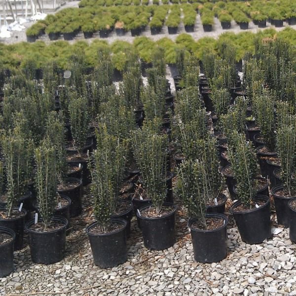 Sky Pencil Holly (Ilex crenata 'Sky Pencil') growing in a garden landscape, showing mature shrub form.