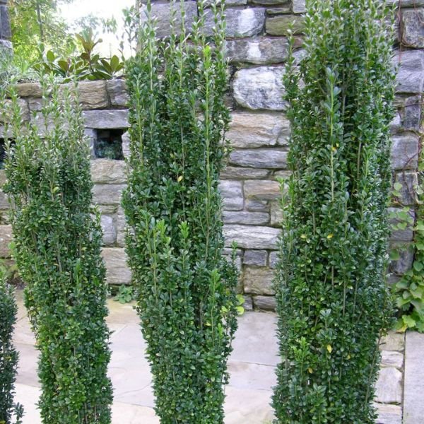 Sky Pencil Holly (Ilex crenata 'Sky Pencil'), a shrub featuring white flowers and broad-leaved evergreen.