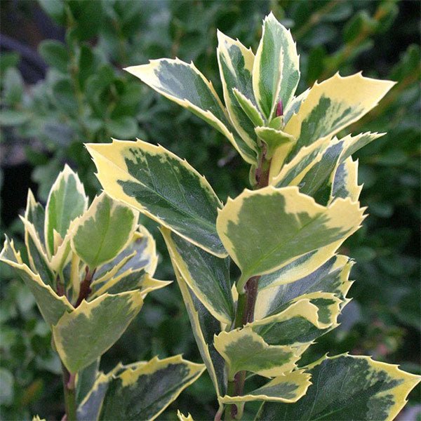 Honey Maid Holly (Ilex x meserveae 'Honey Maid') shrub detail, image 6 of 6.