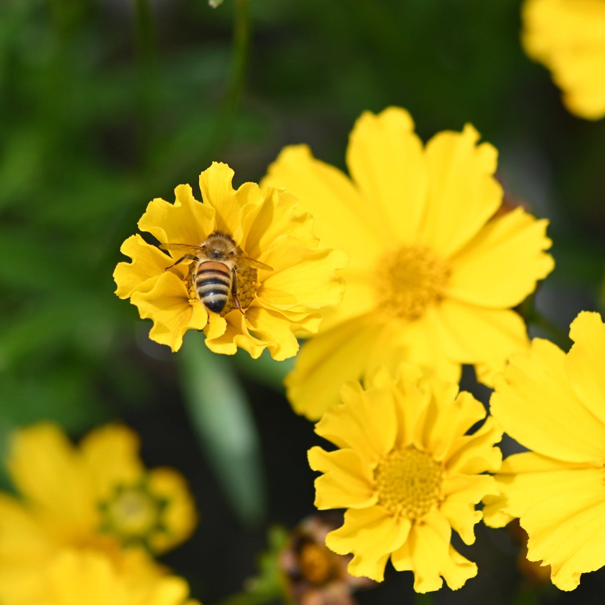 Honeybee pollinating bright yellow coreopsis flowers in a lush summer garden.