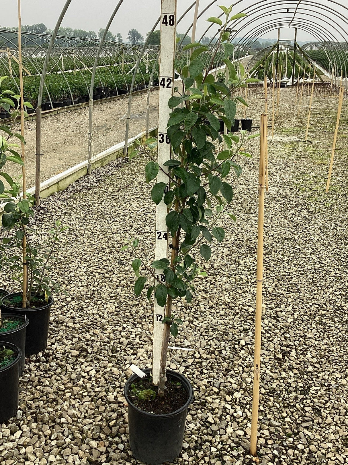 Honeycrisp Apple Tree