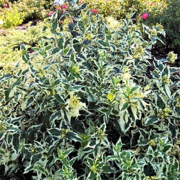 First Editions® Cool Splash® Dwarf Bush Honeysuckle