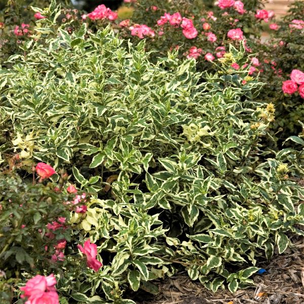 First Editions® Cool Splash® Dwarf Bush Honeysuckle