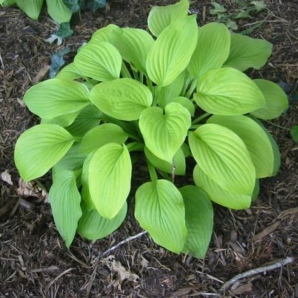 Close-up of purple hosta flowers on August Moon Hosta blooming in late summer to early fall.