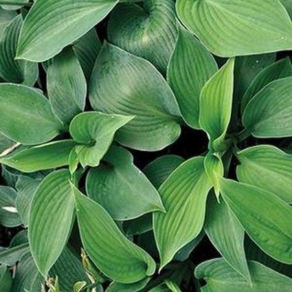 Close-up of purple, white hosta flowers on Blue Angel Hosta blooming in late summer to early fall.