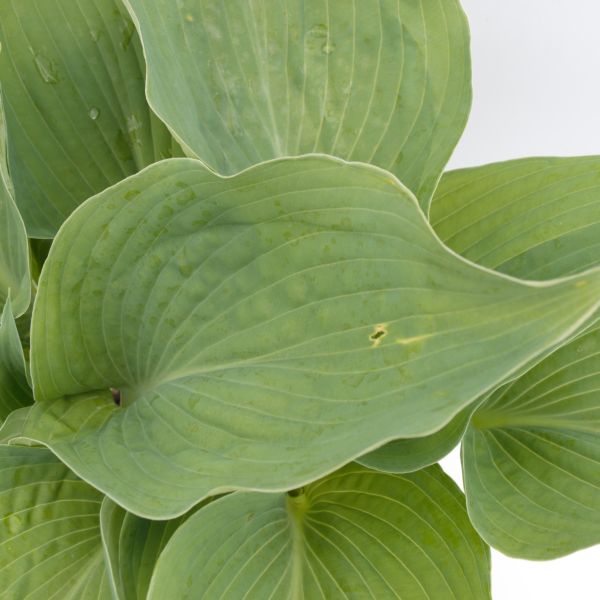 Perennial foliage of Blue Angel Hosta (Hosta 'Blue Angel') in a garden setting.