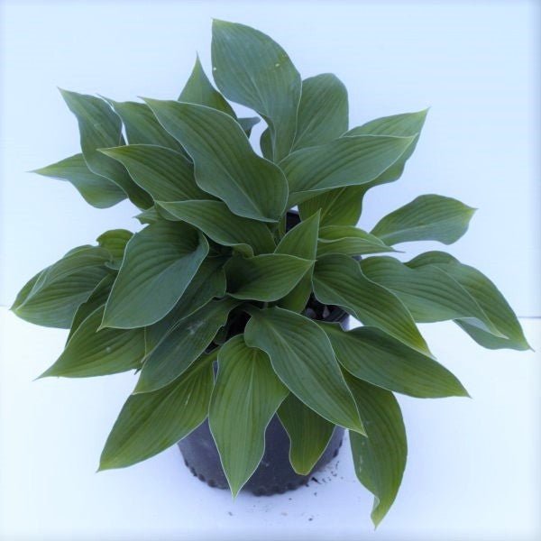 Elegans Hosta (Hosta seiboldiana 'Elgans') planted in a residential landscape.