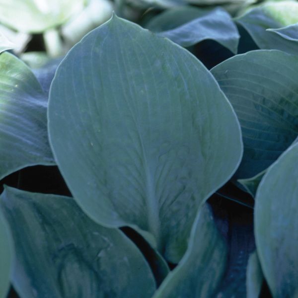 Elegans Hosta (Hosta seiboldiana 'Elgans') growing in a garden landscape, showing mature perennial form.