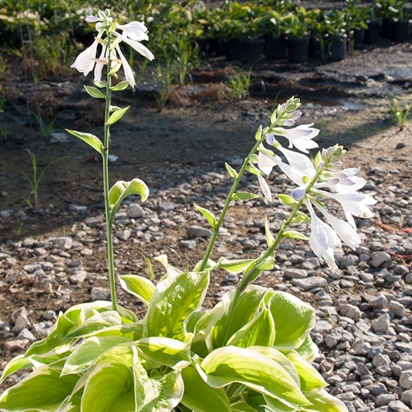 Perennial foliage of Fragrant Bouquet Hosta (Hosta 'Fragrant Bouquet') in a garden setting.