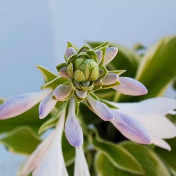 Fragrant Bouquet Hosta (Hosta 'Fragrant Bouquet') growing in a garden landscape, showing mature perennial form.