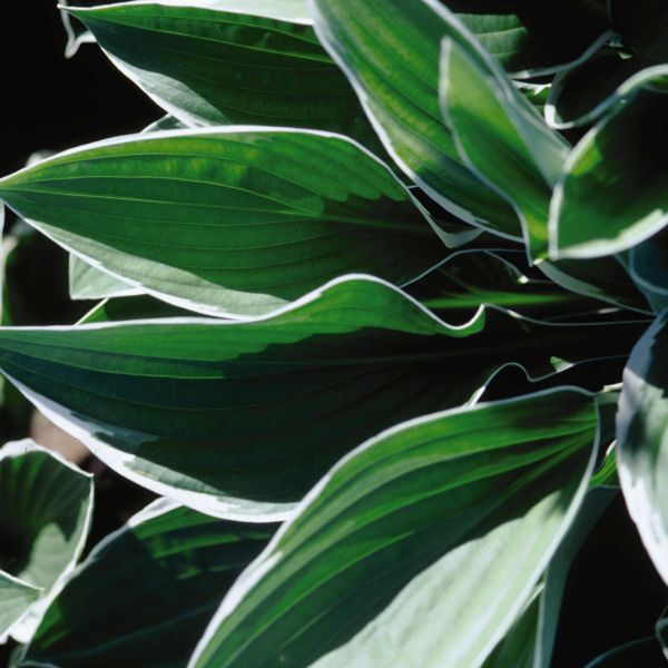 Perennial foliage of Francee Hosta (Hosta fourtunei 'Francee') in a garden setting.