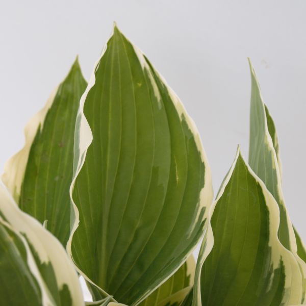 Francee Hosta (Hosta fourtunei 'Francee') growing in a garden landscape, showing mature perennial form.