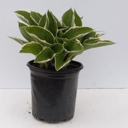Francee Hosta (Hosta fourtunei 'Francee') perennial detail, image 6 of 6.