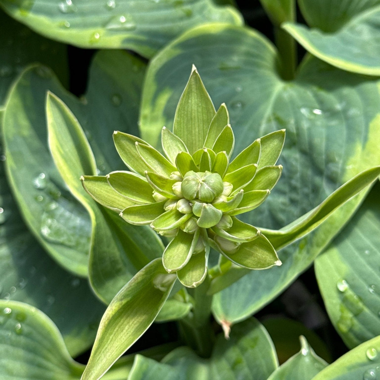 Frances Williams Hosta displays a distinctive green flower spike with layered bracts emerging from blue-green foliage with golden yellow margins.