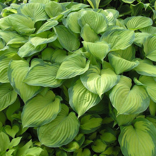 Guacamole Hosta (Hosta 'Guacamole'), a perennial featuring white flowers and perennial.